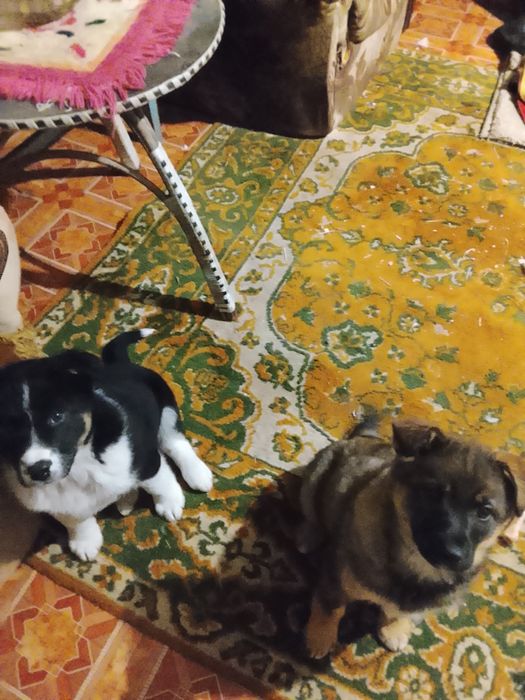 Щенки два месяца помесь хаски с лабрадором срочно