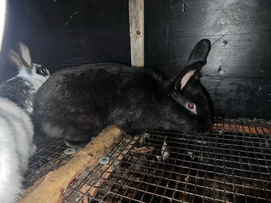 Қуёнлар сотилади