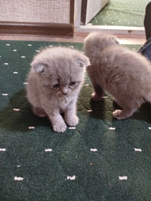 Zoti.   Skottish fold