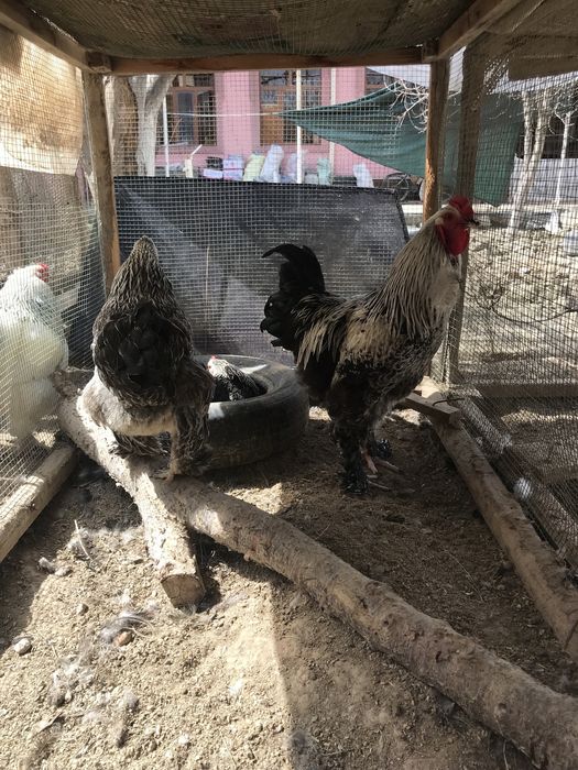 Brama tuximlariga zakaz olamiz xamma rangidan bor.