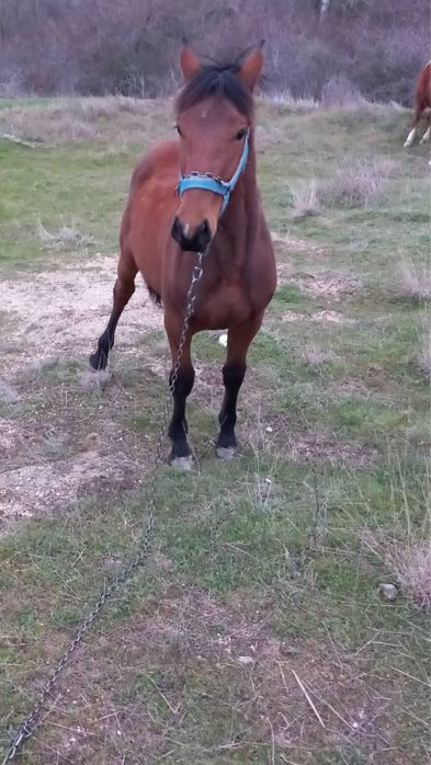 Мъжко конче на 1 година