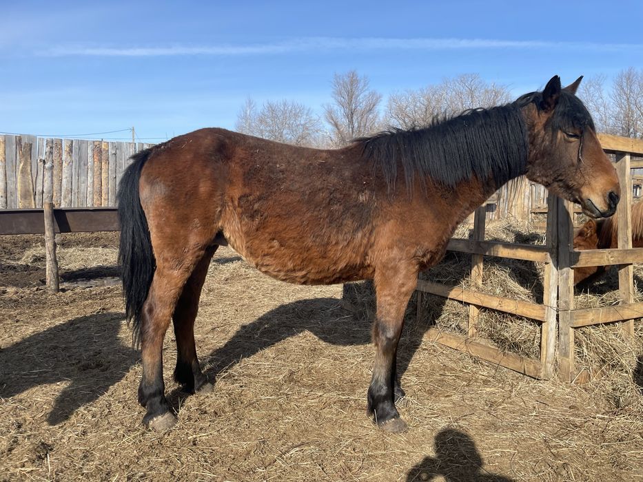 Продам кобылу лошадь