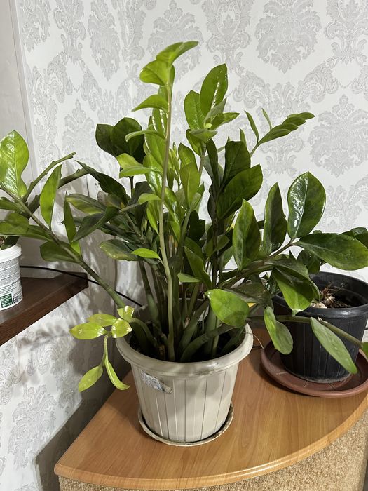 Продам домашние цветы