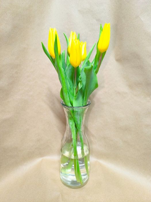 Тюльпаны ОПТОМ Кокшетау