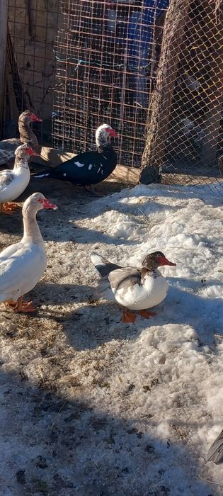 Rate mute tinere, 2 pauni masculi tineri