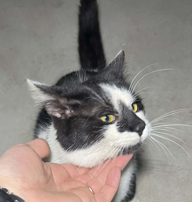 pisici de adoptat, 2 motani