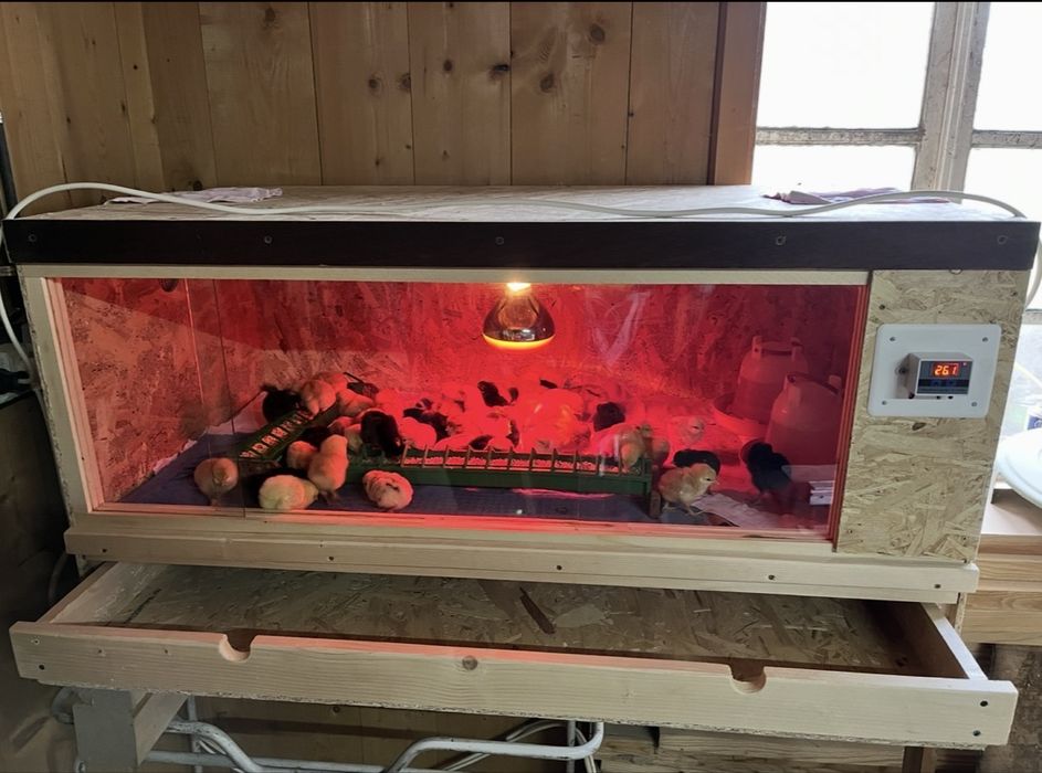 Maternități creștere pui