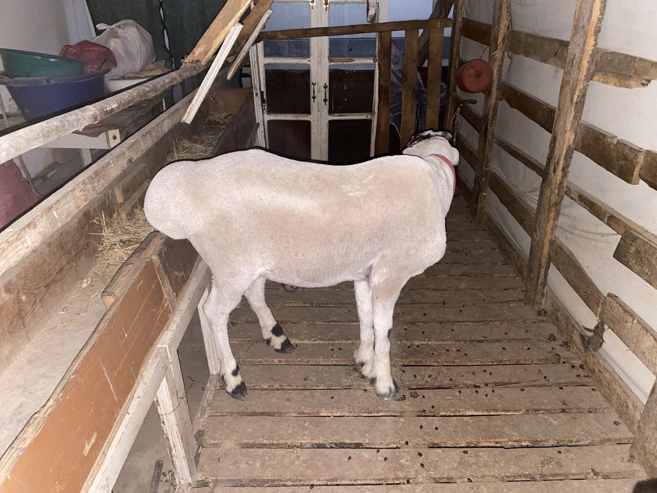 Кора кулок кучкор сотилади