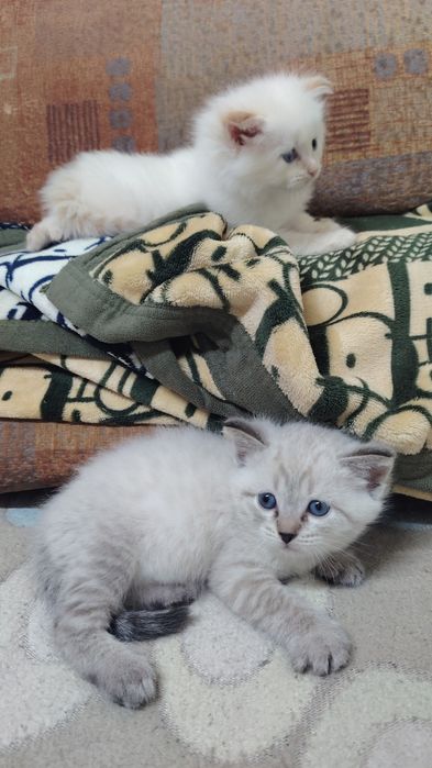 породистые котята