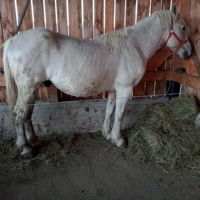 Armăsar de vânzare