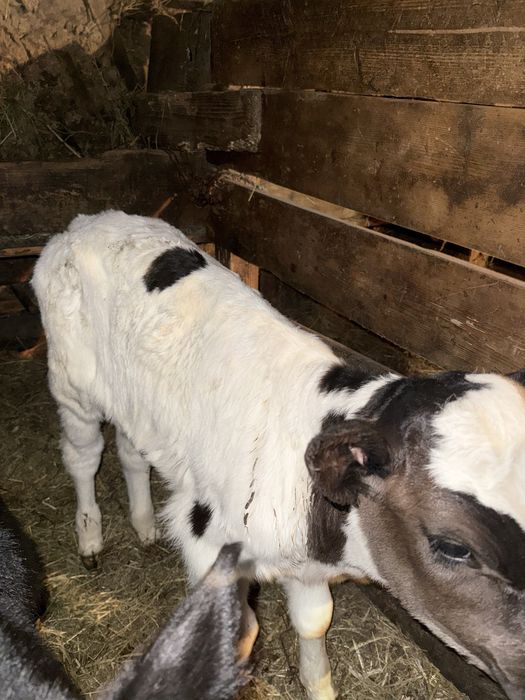 De vanzare 2 vițele