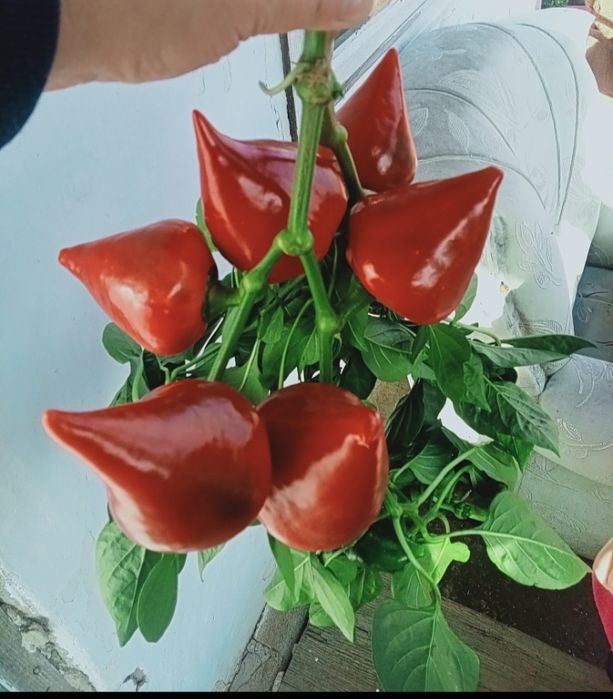 Рассада сладкого перца