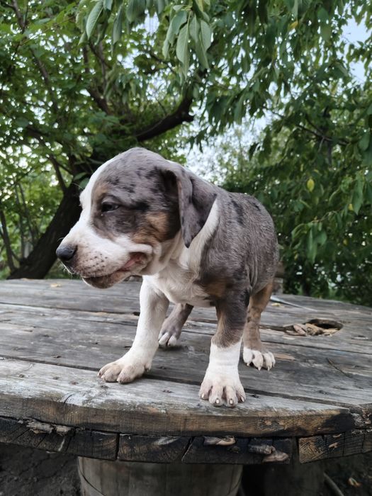 American Staffordshire terrier (Amstaff)