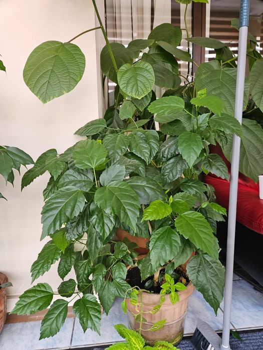 Продам офисные цветы горшки