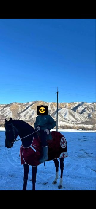 Продам жеребца