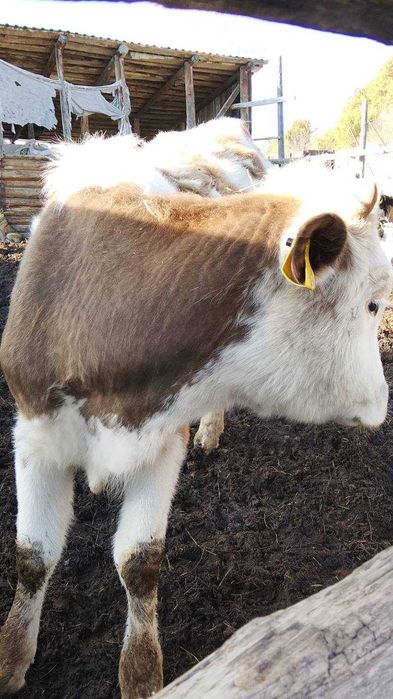 Продам тёлочку 1,3мес