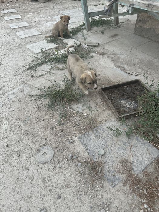 Щенки бесплатно 2 месяца