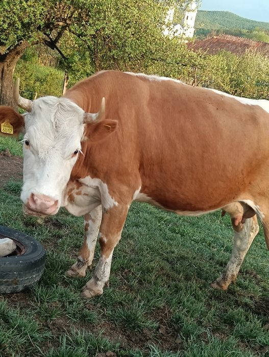 Vând 2 vaci,sunați la Nr de telefon 0783233404 pentru mai multe detali.