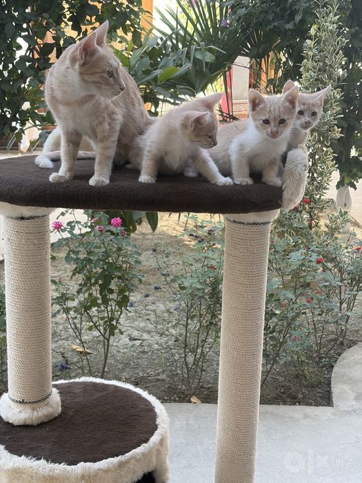 Котёнок.