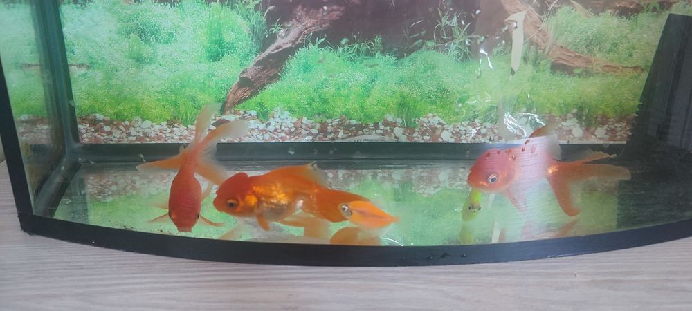 Продаются аквариумные рыбки