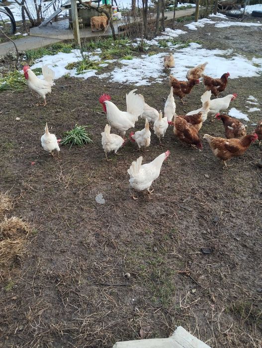 Бял Легхорн оплодени яйца 0.5 евро.