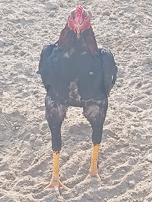 Тоза кареага турк. Жужа хуроз сотувда