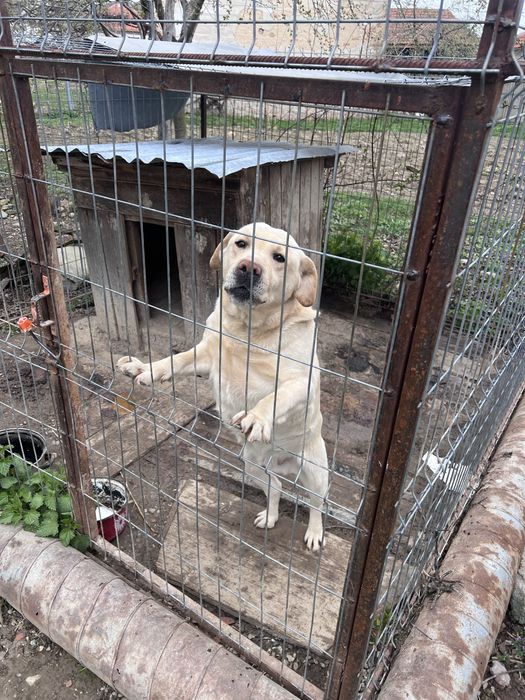 Donez câine labrador