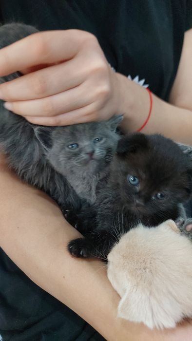 Продаются котята