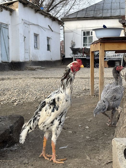 Дакан ганой шөжеқораз