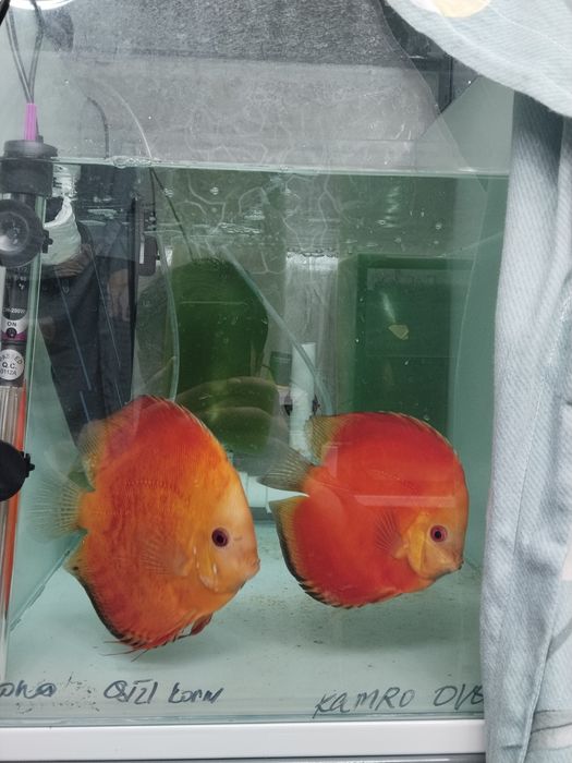 Дискус рабочая пара привазной