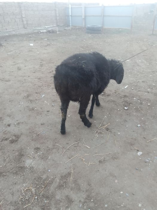 Бір жасар қошқар сатылады