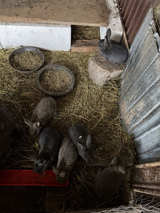 Iepurasi disponibili