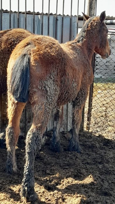 Жеребята полутяжи 2  шт