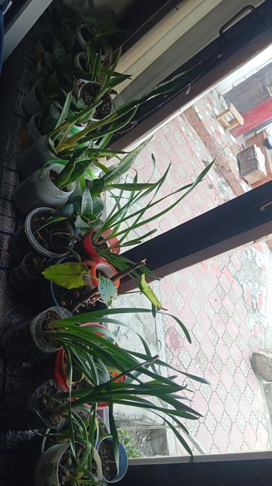 Arzon gullar sotiladi