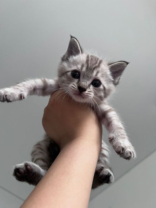 Срочно продается котяты!