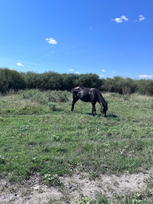 кулынды бие сатылады