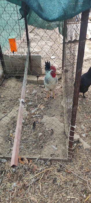 Adler Horoz xoroz хуроз Адлер toza zotli