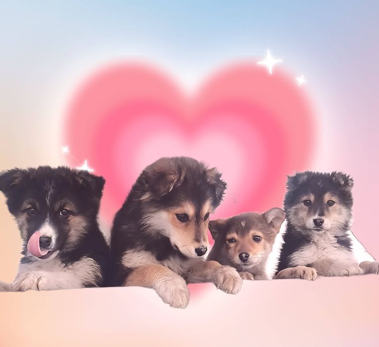 Красивые умные щенки