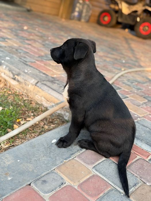 Мальчик помесь с лабрадором ищет дом)