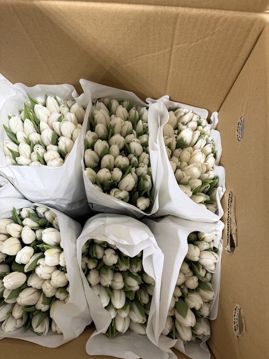 Тюльпаны Усть-Каменогорск