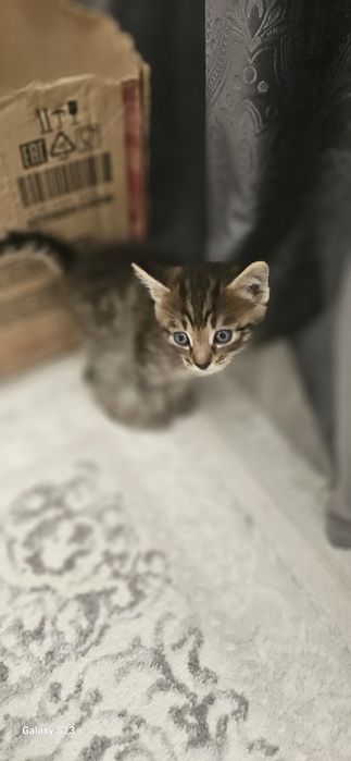 Дарю котят в добрые руки