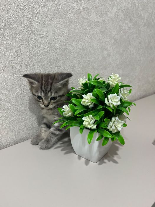 Котёнок девочка 1,5 месяца