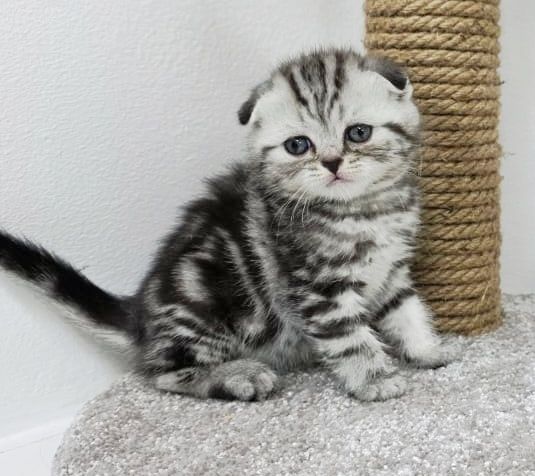 коТики ШоТланДские/