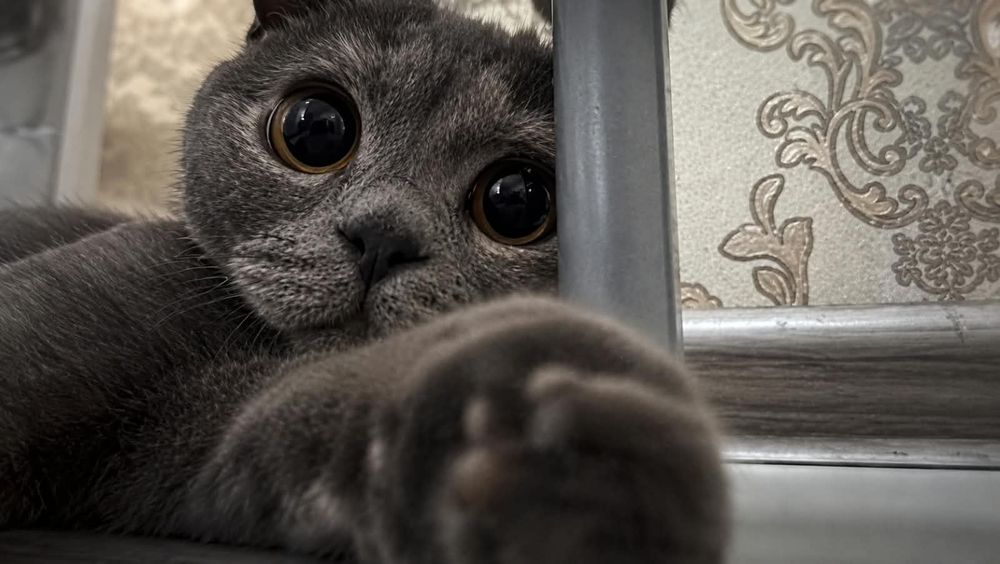 Отдам кошку в хорошие руки