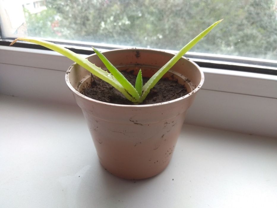 Комнатное растение Алоэ