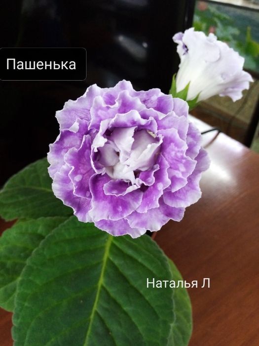 Продаются укорененные листья сортовых глоксиний