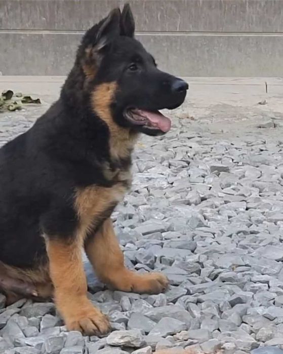 Щенки немецкой овчарки шикарные