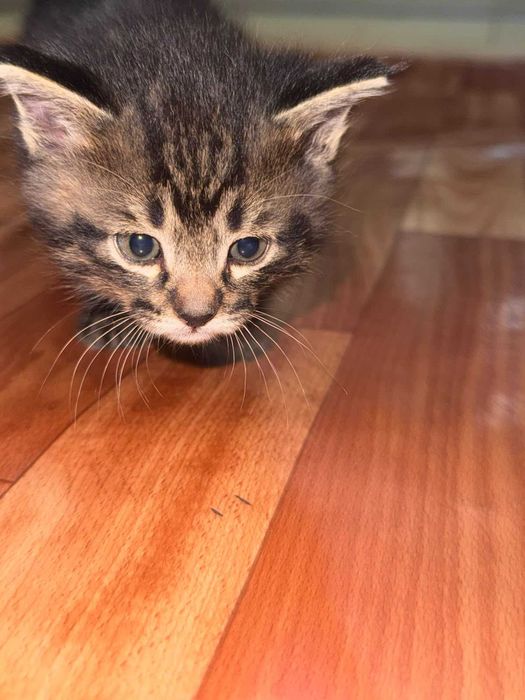 котята великолепные
