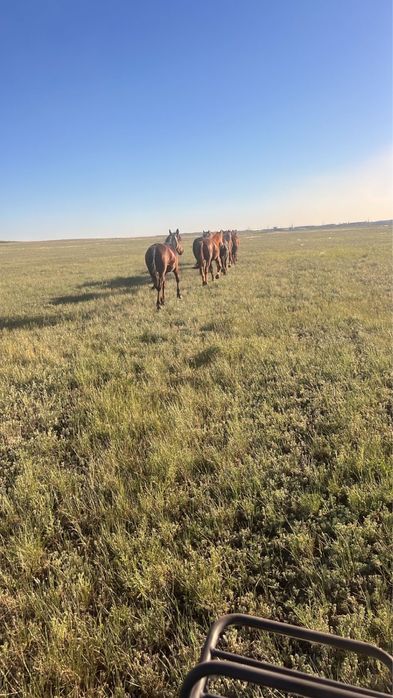 Продаю ургашы тай 6 голов