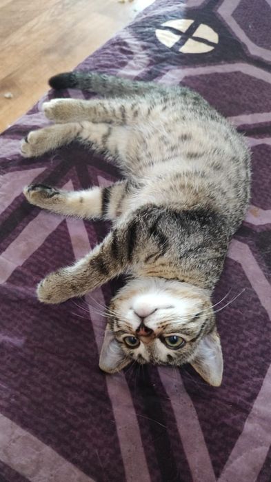 Отдам в добрые руки котенка